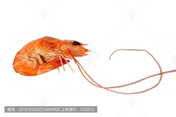 紅熟蝦。白色孤立。