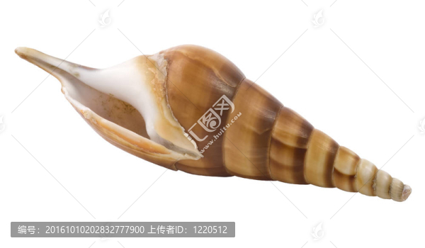 一一貝殼