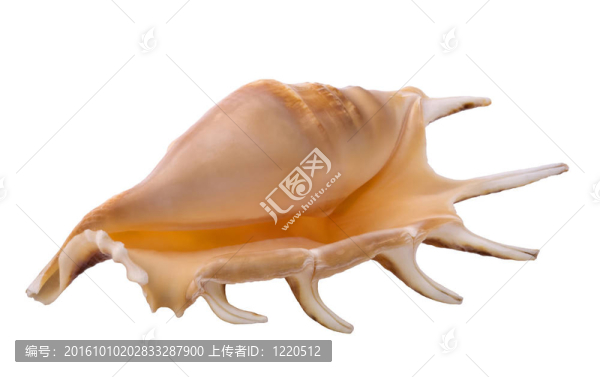 一一貝殼