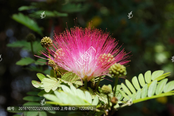 合歡花