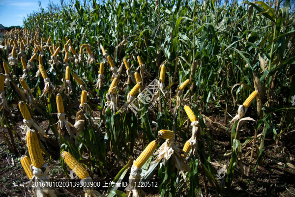 玉米作物