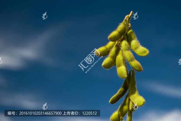 大豆