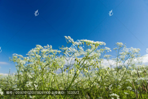 藍(lán)色的天空和植物。Apiaceae（傘形科）。