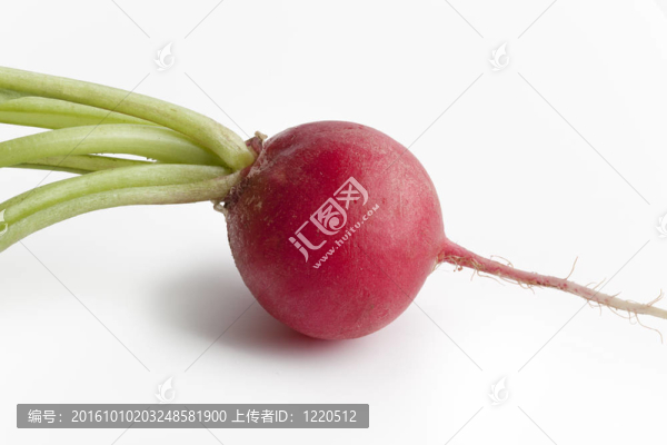 一個(gè)紅色的蘿卜；Raphanus,sativus