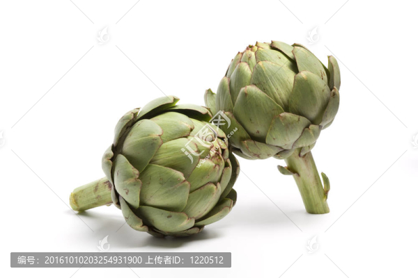 兩洋薊