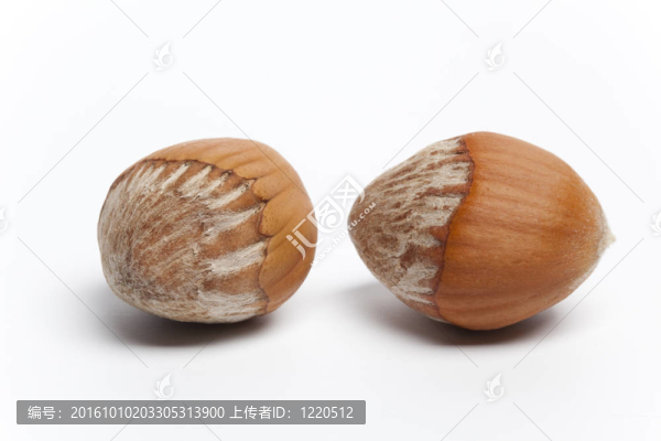 在白色背景的兩榛子