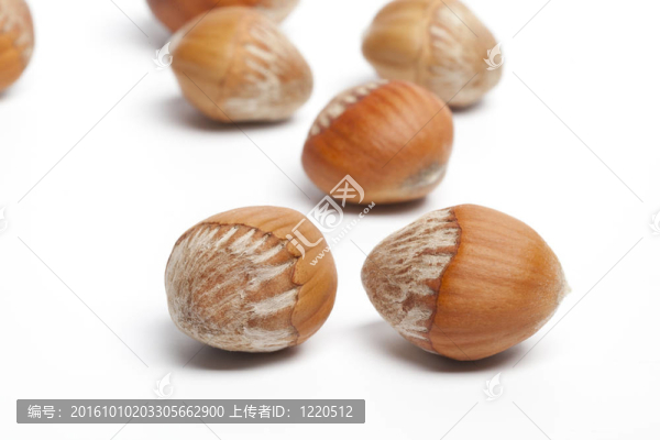 在白色背景的榛子