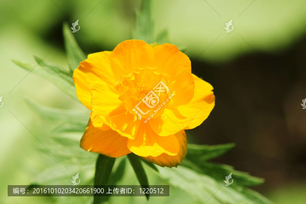 花卉