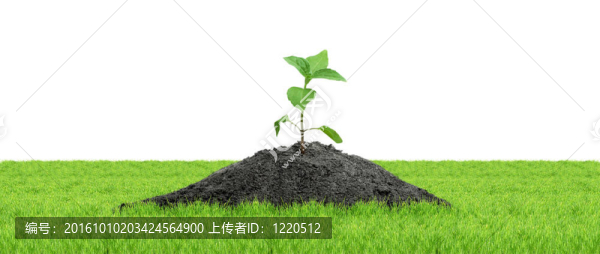 綠芽