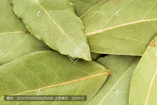 月桂樹葉