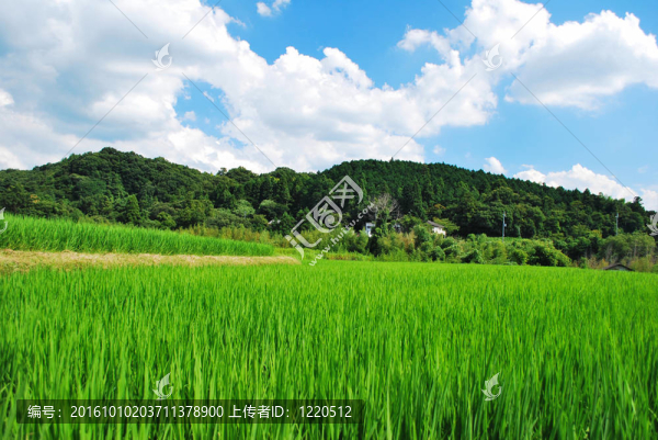 農(nóng)村水稻種植