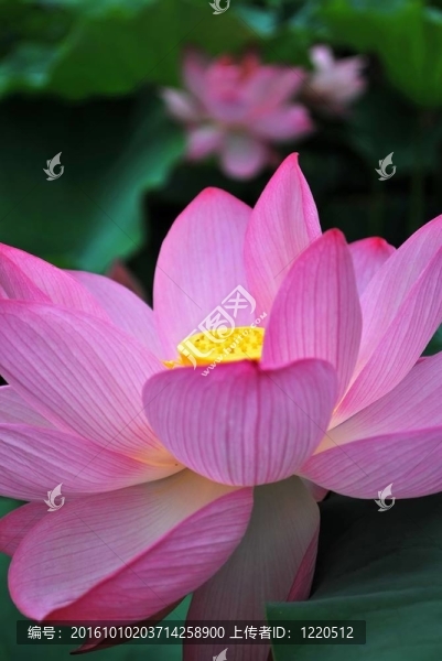 盛開的蓮花