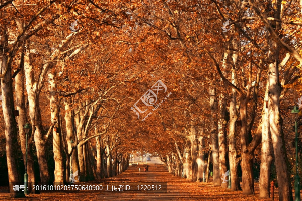 公園的秋天