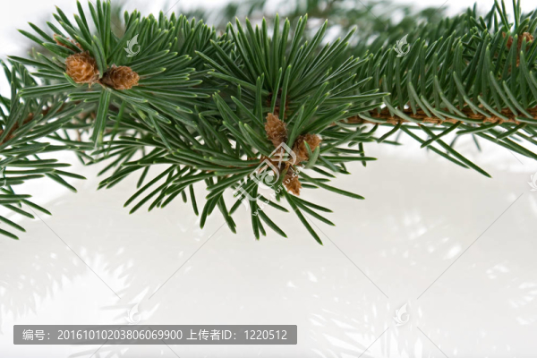 冷杉枝
