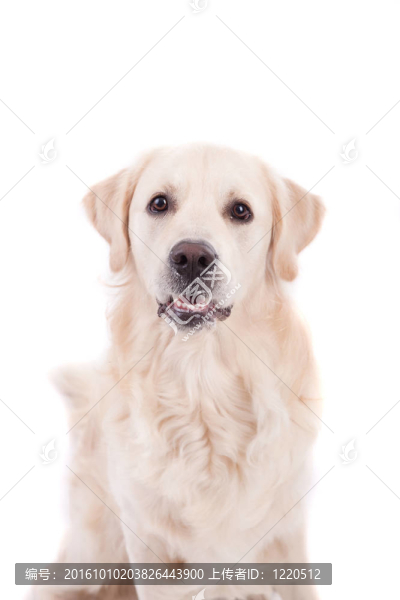 金毛獵犬的肖像
