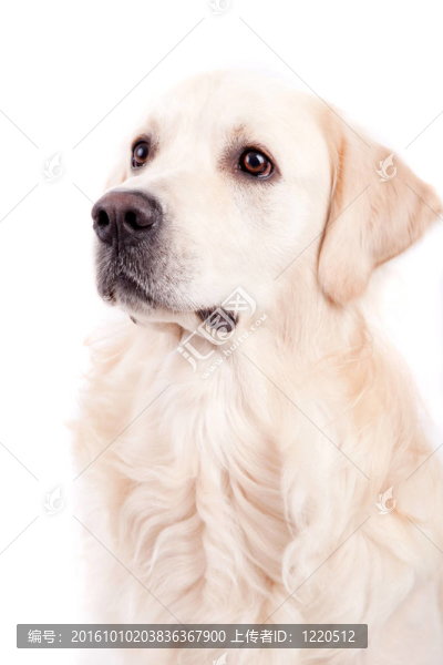 金毛獵犬的肖像