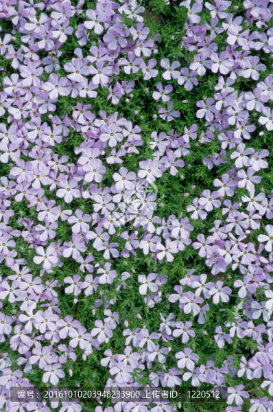 地毯Phlox,Flowers