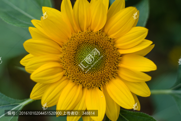 向日葵