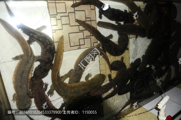 娃娃魚養(yǎng)殖