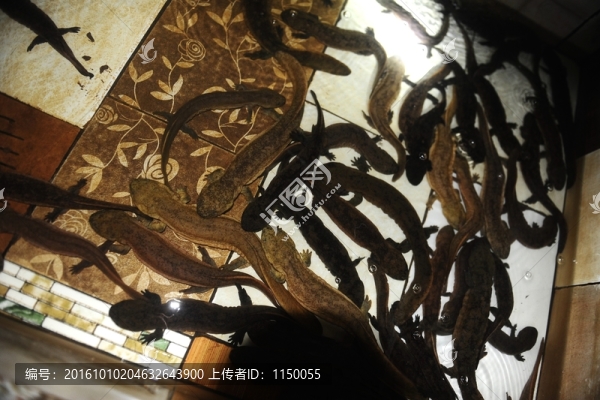 娃娃魚養(yǎng)殖