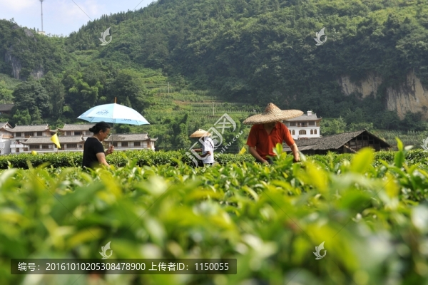 茶園民居