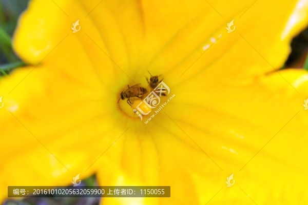 植物花草南瓜花