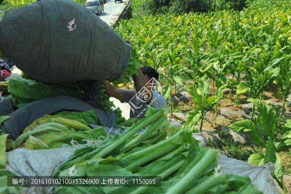 煙葉采摘