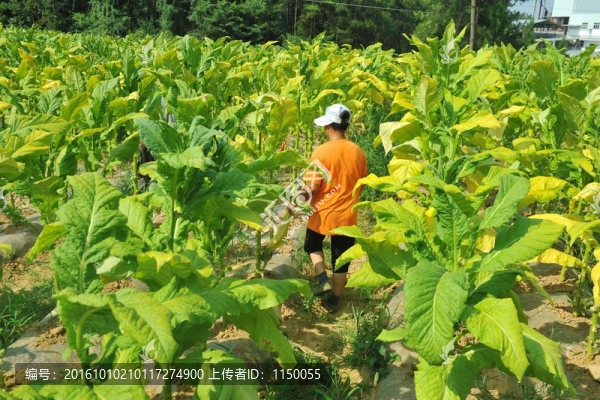煙葉采摘