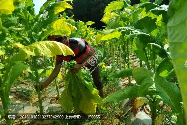 煙葉