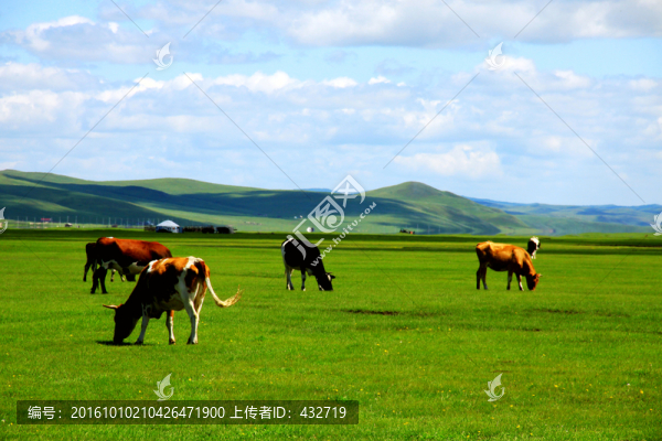 牧場(chǎng)草原夏季牛群