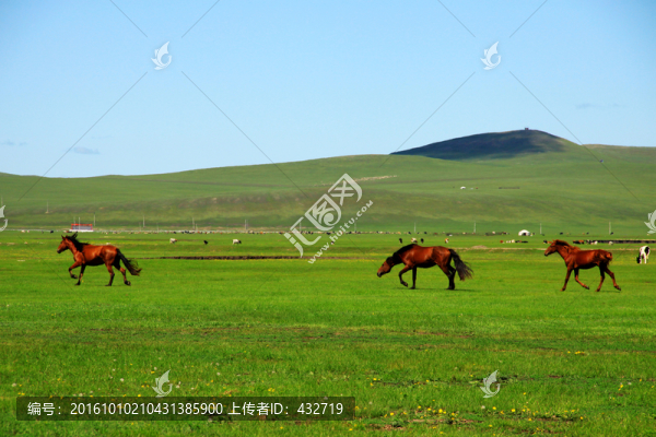 草原馬群