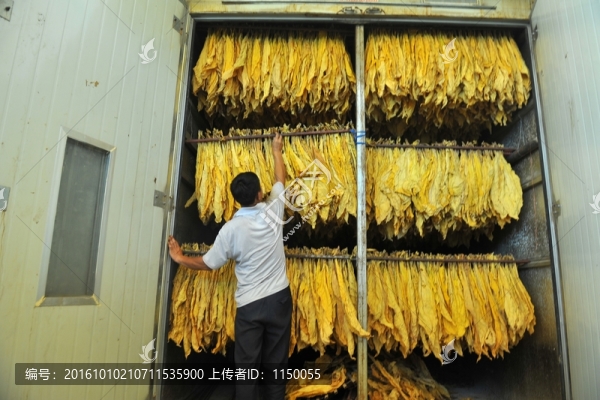 烤房烤煙