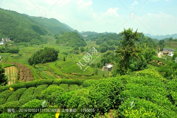 鄉(xiāng)村茶園旅游美麗風光