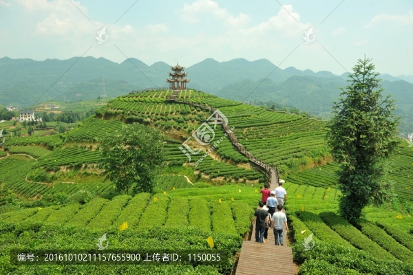 鄉(xiāng)村茶園旅游美麗風(fēng)光