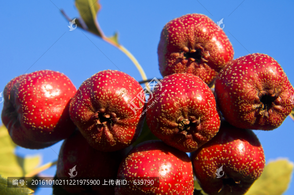 山楂
