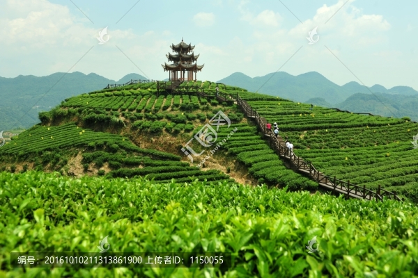 茶園美麗風(fēng)景