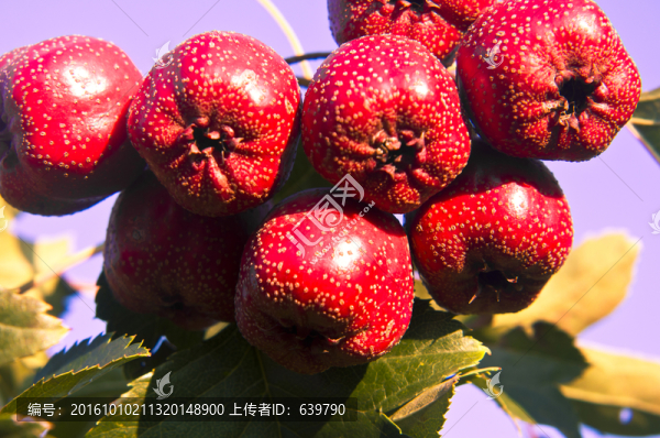 山楂