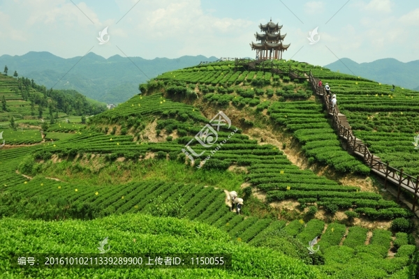 鄉(xiāng)村茶園旅游美麗風(fēng)光