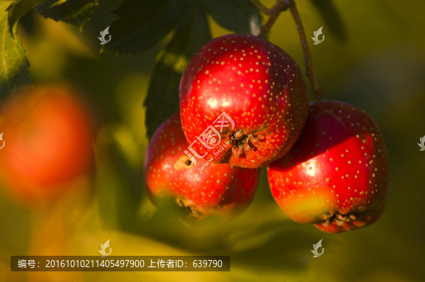 山楂