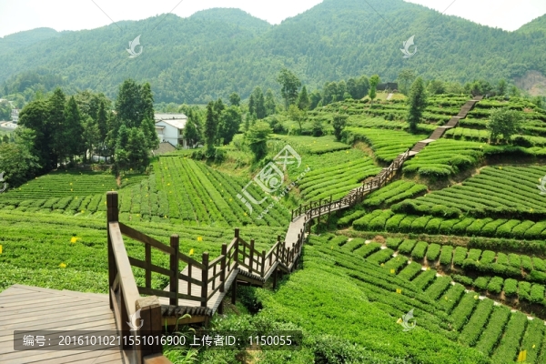 茶園美麗風景