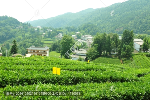 茶園美麗風景