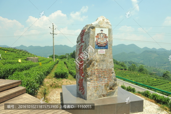 湖北恩施宣恩伍家臺(tái)貢茶茶園