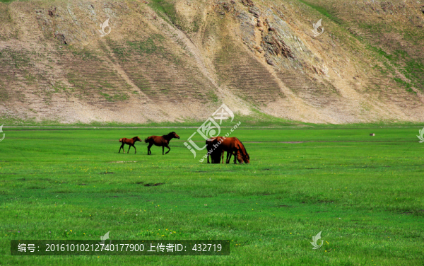 草原牧場馬群