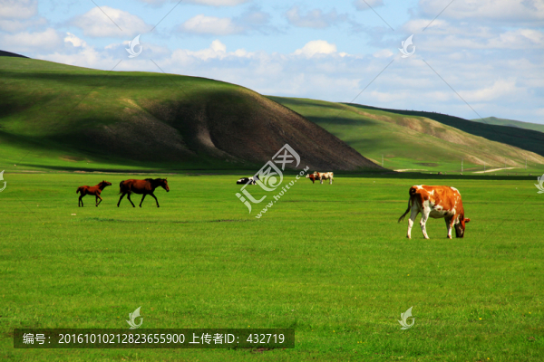 夏季草原牧場牛馬群