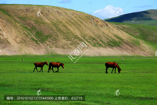 丘陵草原馬群