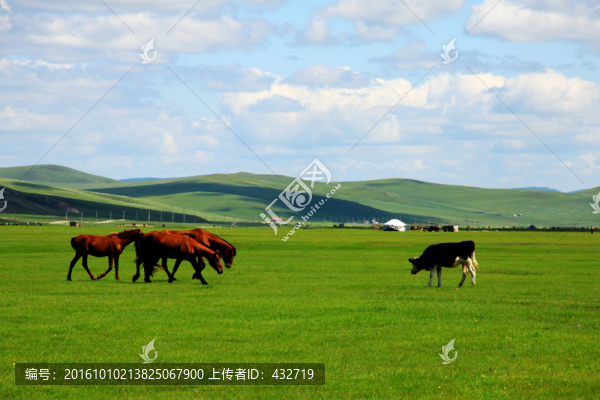 夏季草原牧場馬群