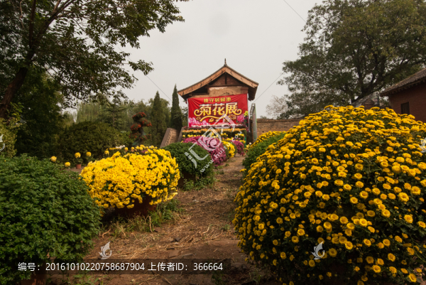 菊花展