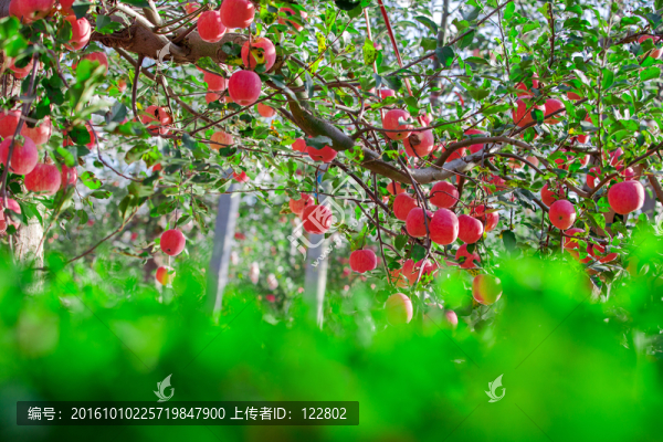 蘋果
