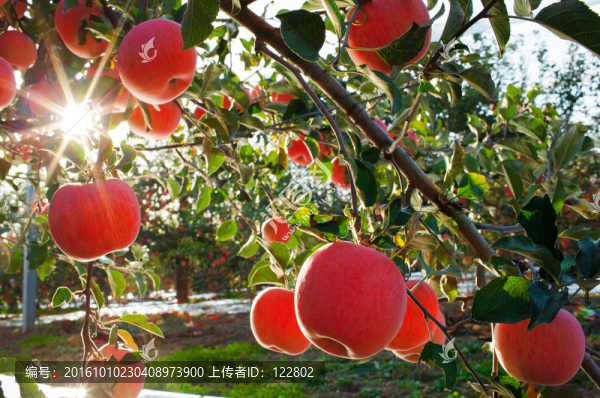 蘋(píng)果