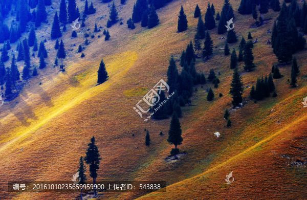 山坡